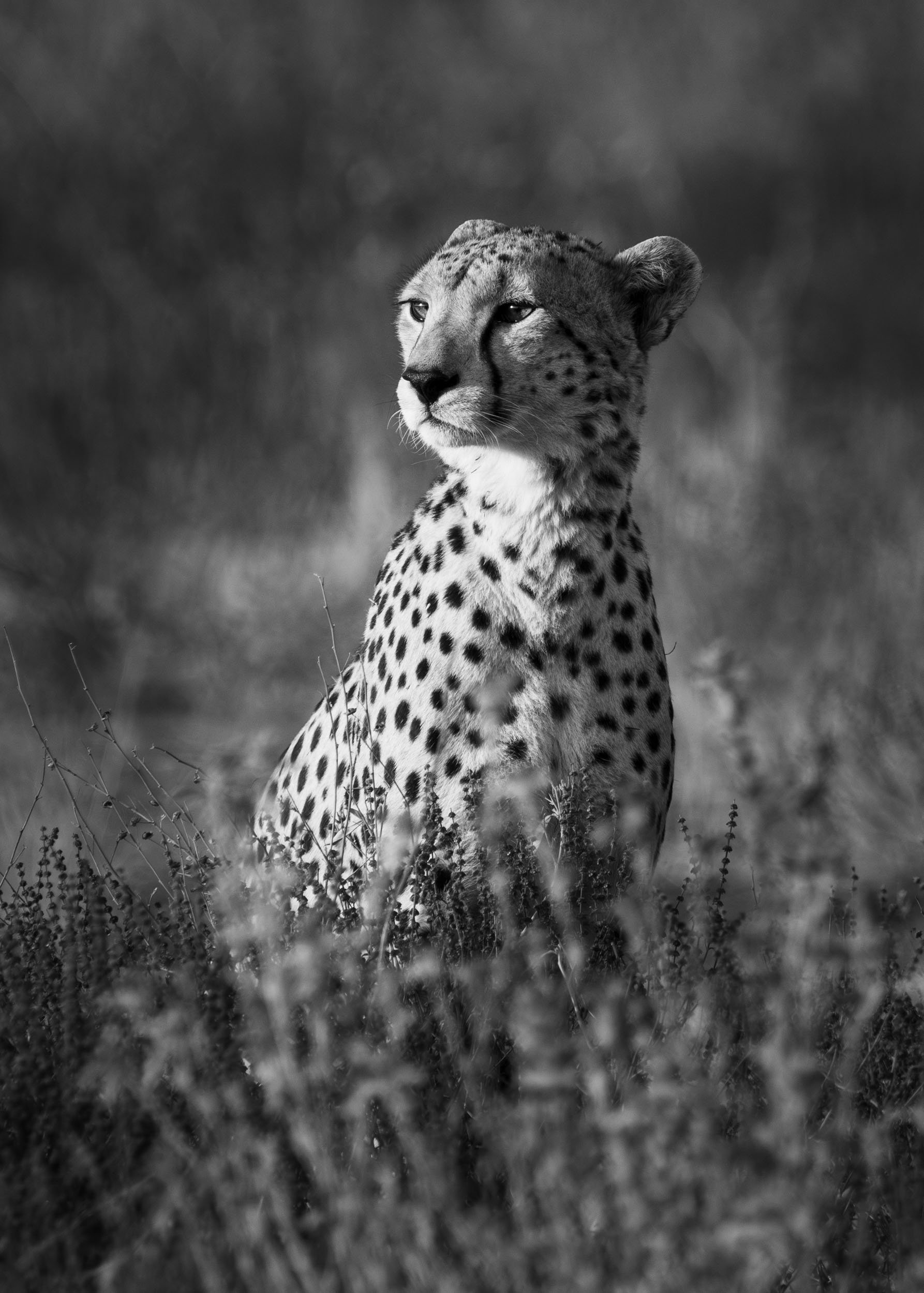 wildwithsam-wildlife-cheetah-blackandwhite-amboseli.jpg