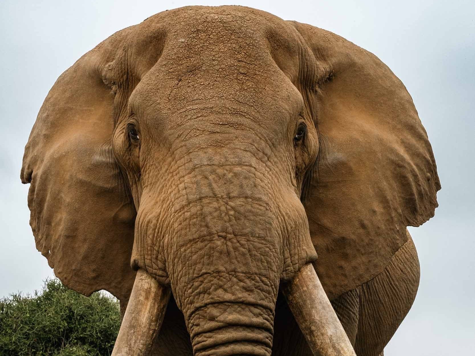 Gentle Giant #2