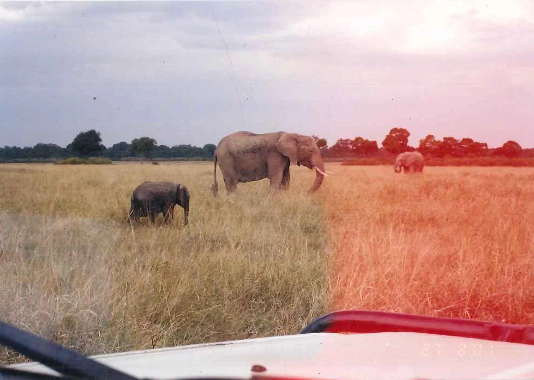 wildwithsam-film-camera-elephants.jpg