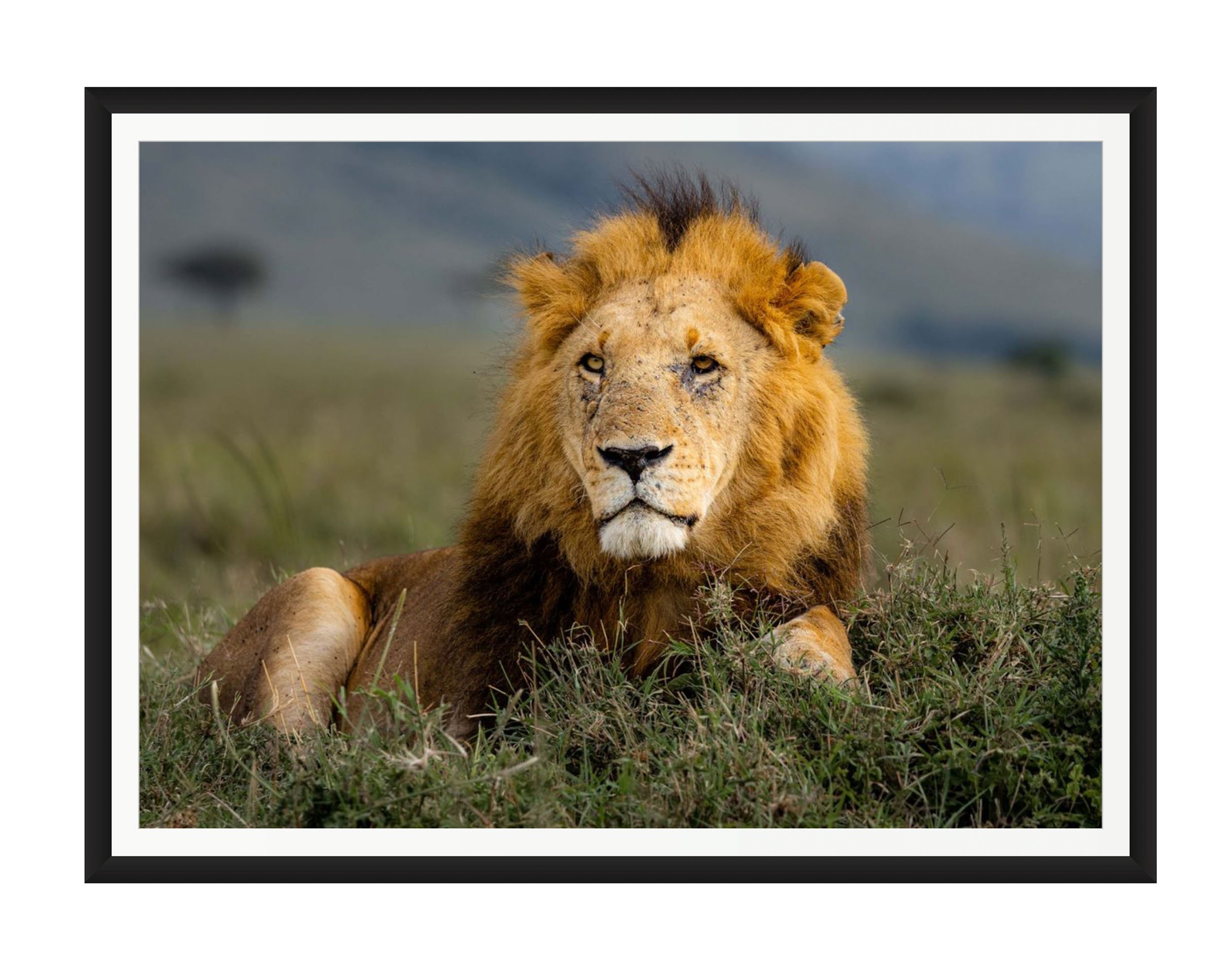 Lion in the Maasai Mara