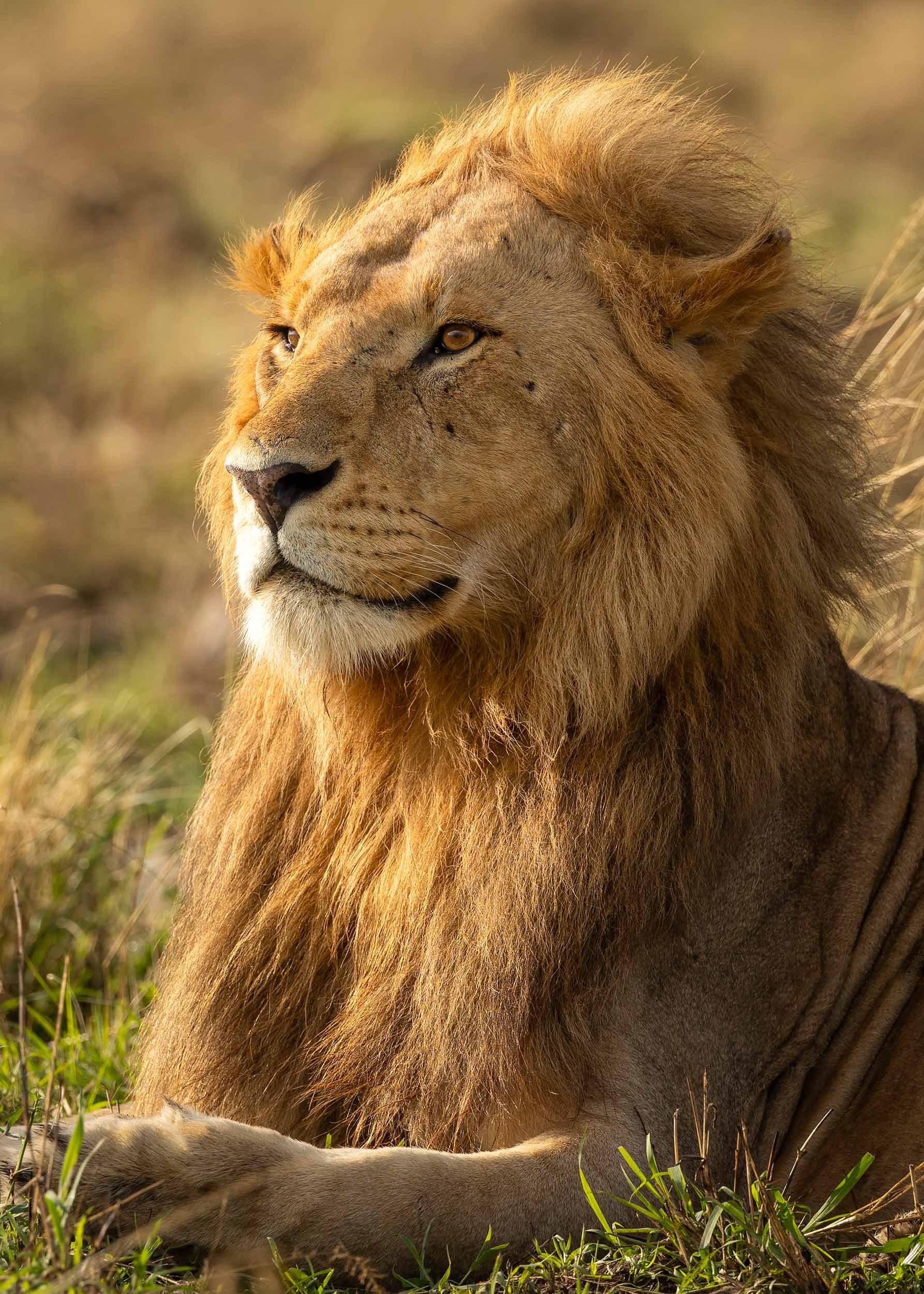 wildwithsam-wildlife-lion-king-mara-kenya.jpg