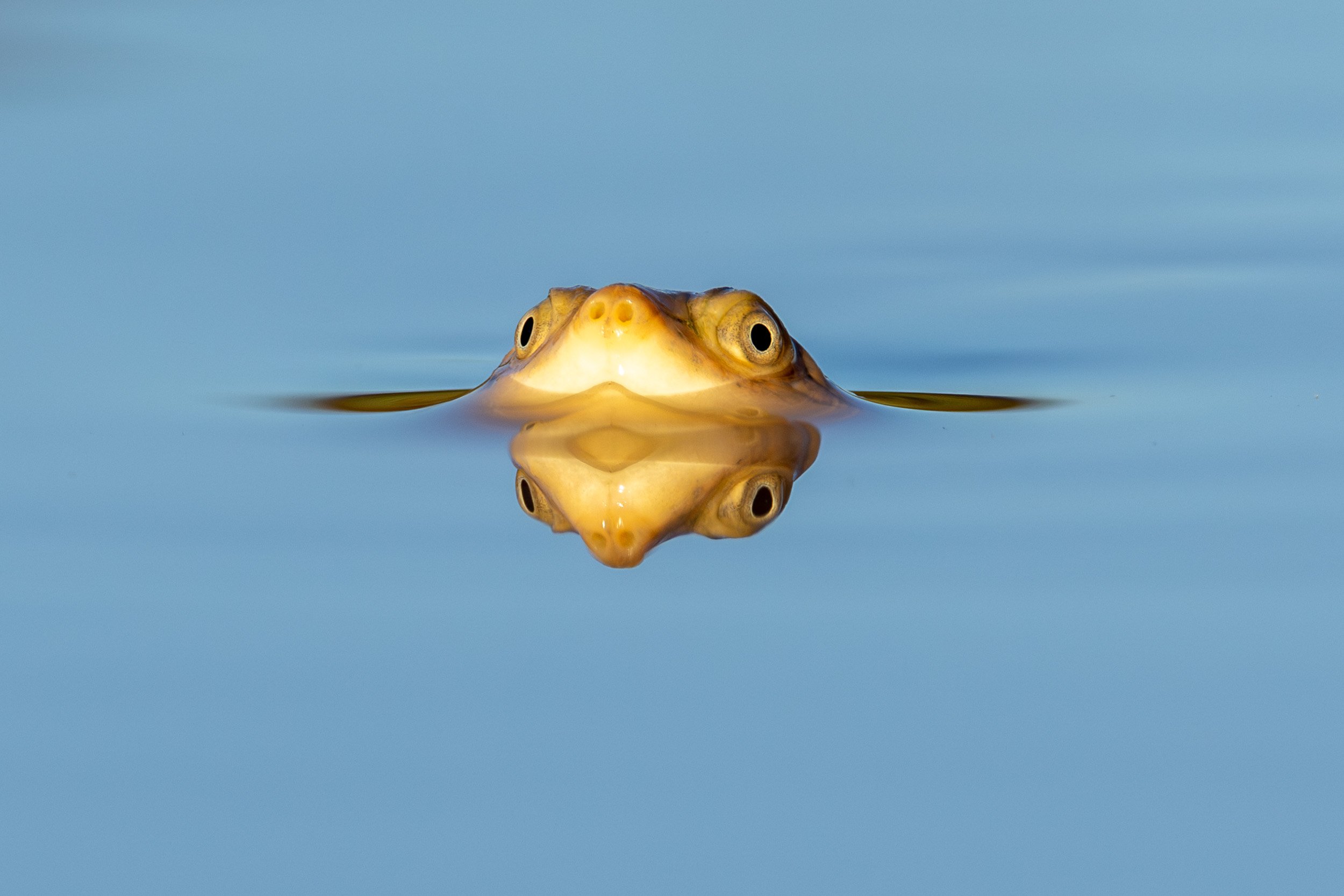 Terraflection