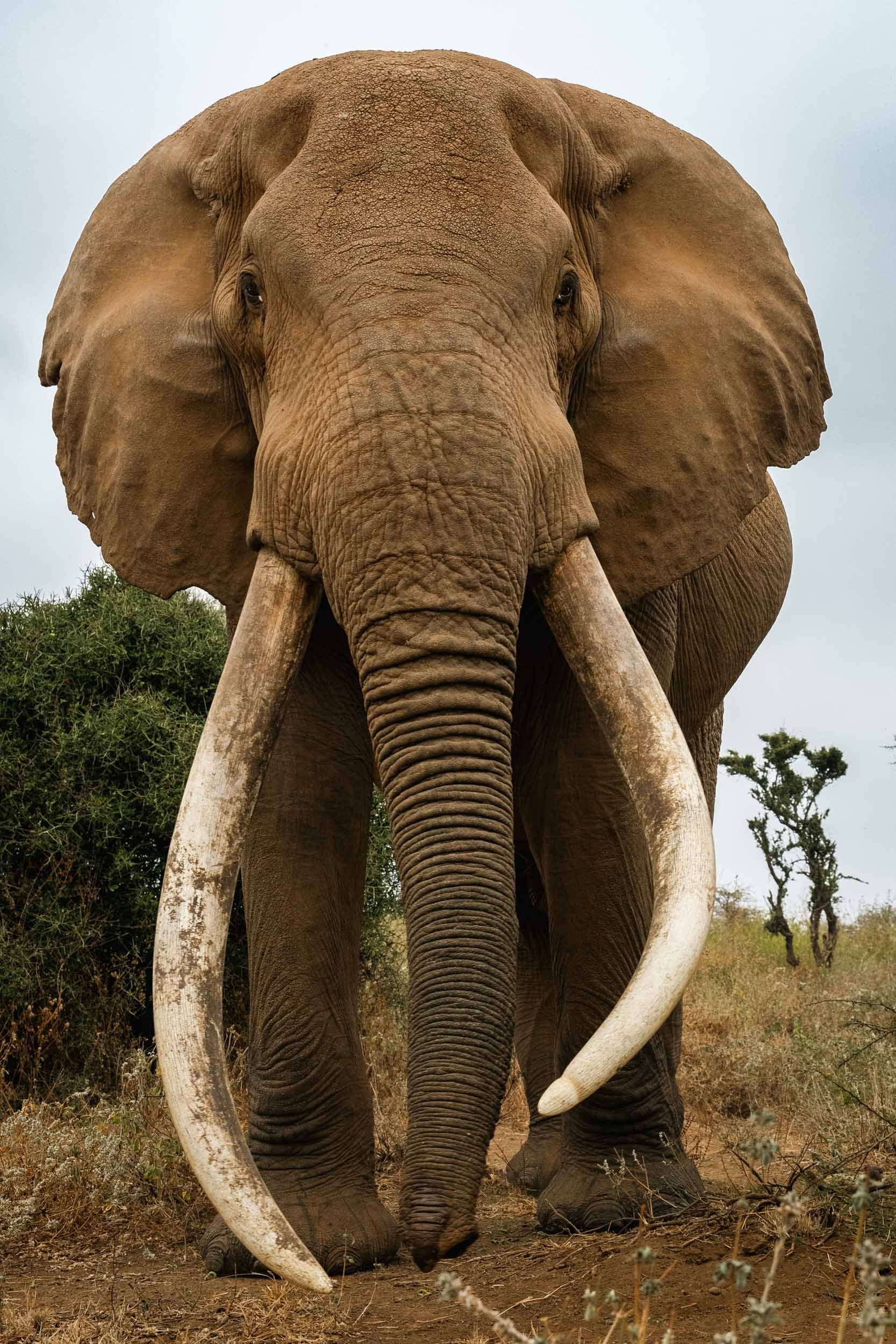 wildwithsam-wildlife-elephant-tusker-amboseli.jpg