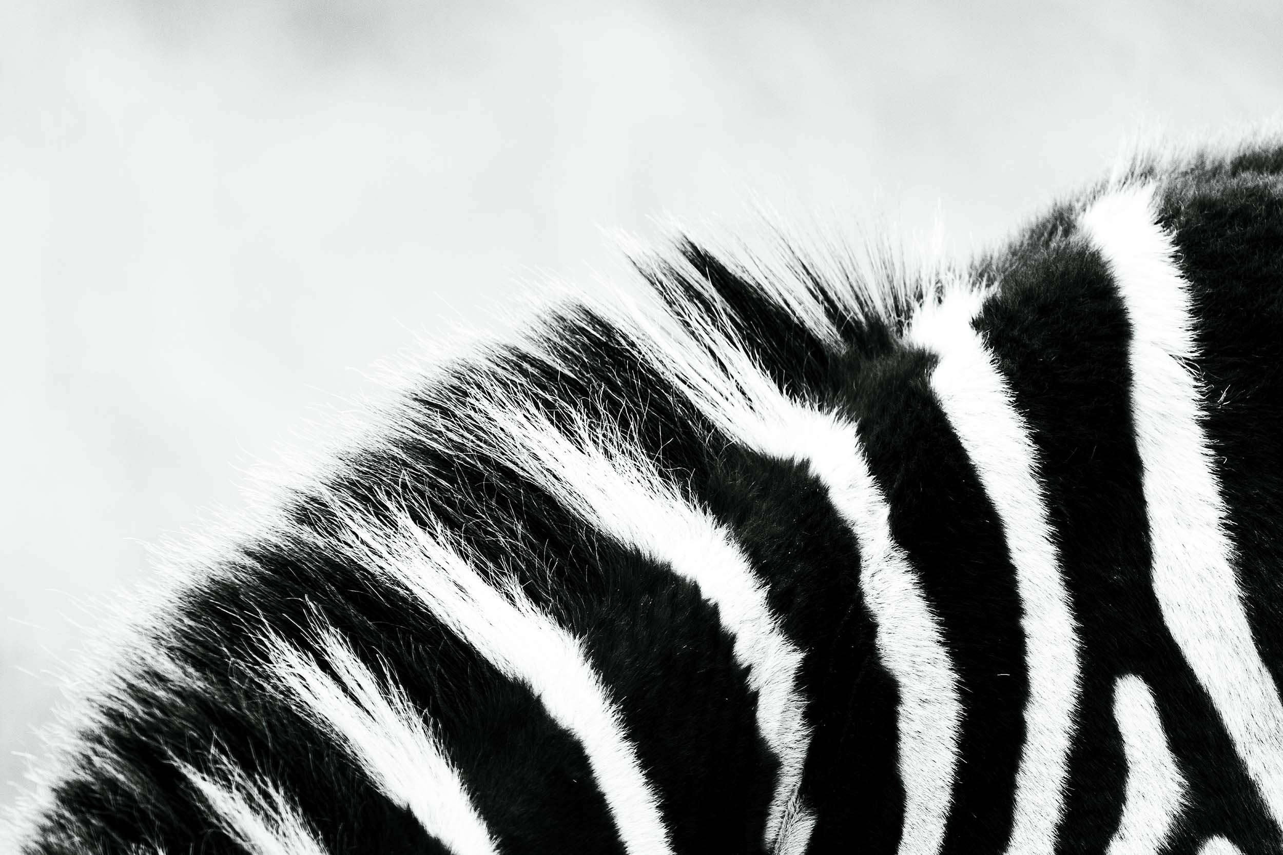 Stripes
