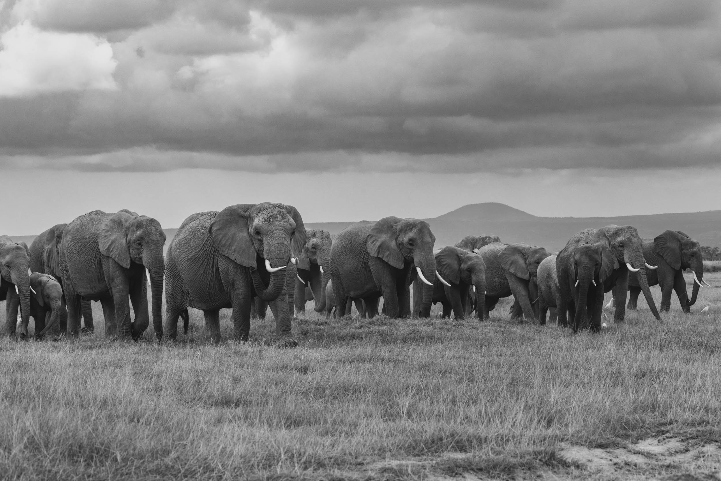 Amboseli Titans