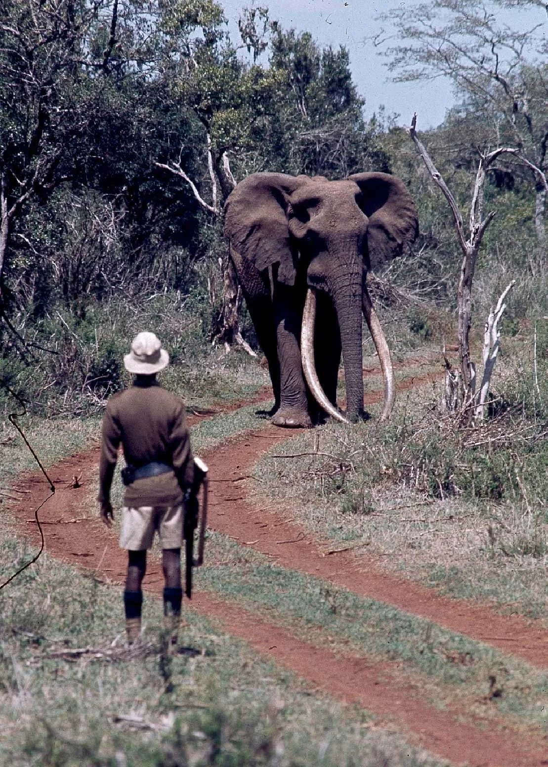Ahmed, "King of Marsabit" captured by Mohamed Amin, stands as a symbol of Kenya’s natural heritage.