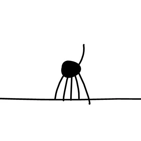 Spider with a question