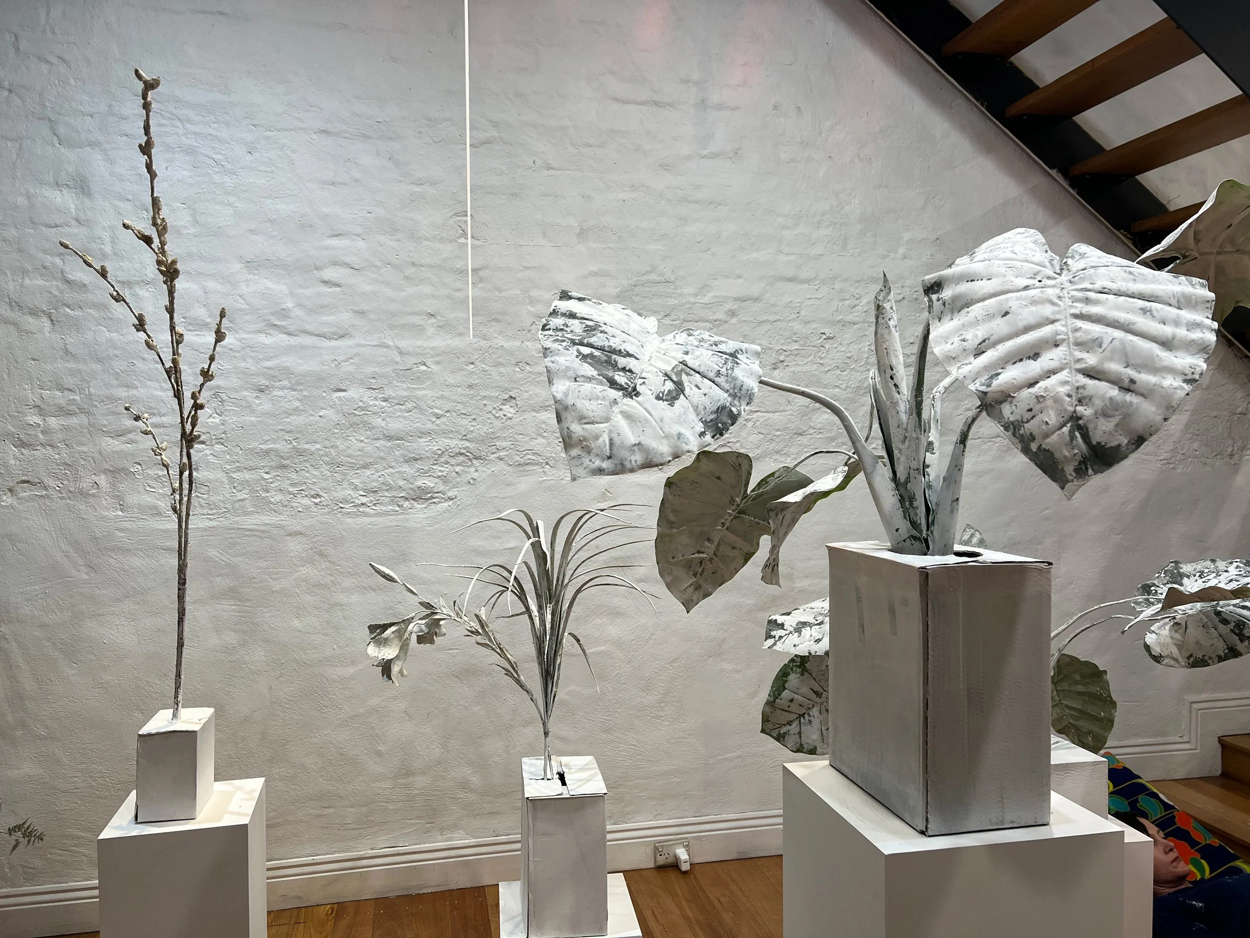 PLANTSALON1.jpg