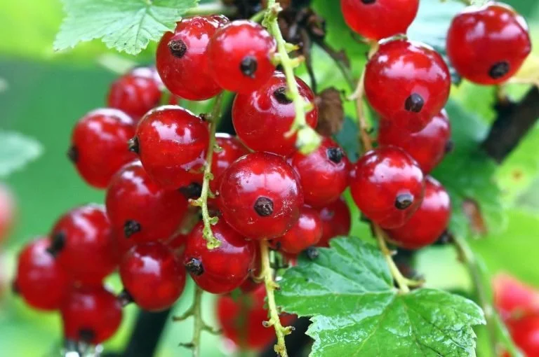 Production & transformation petits fruits rouges