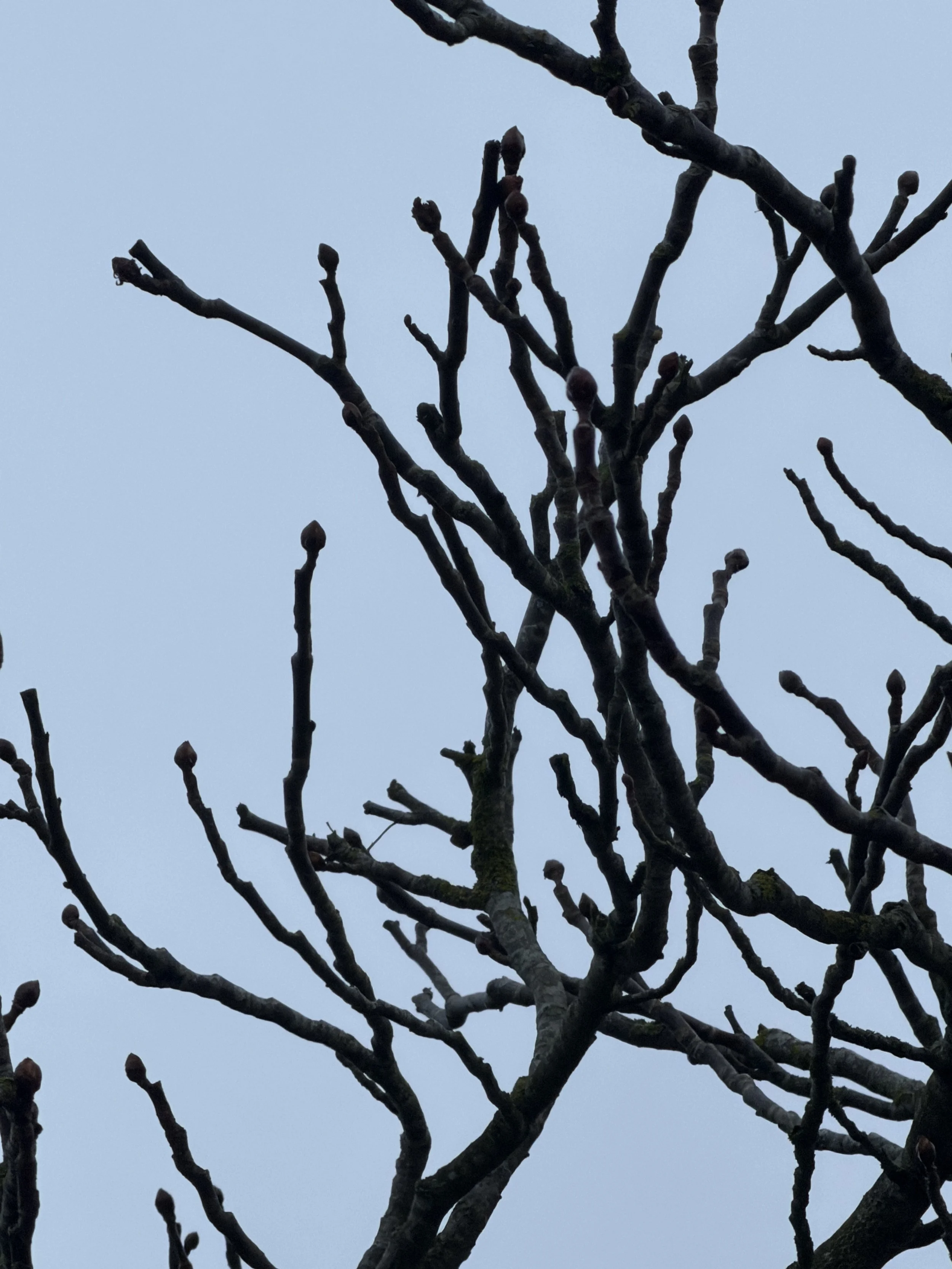 Imbolc and the wisdom of sthira sukham for system change