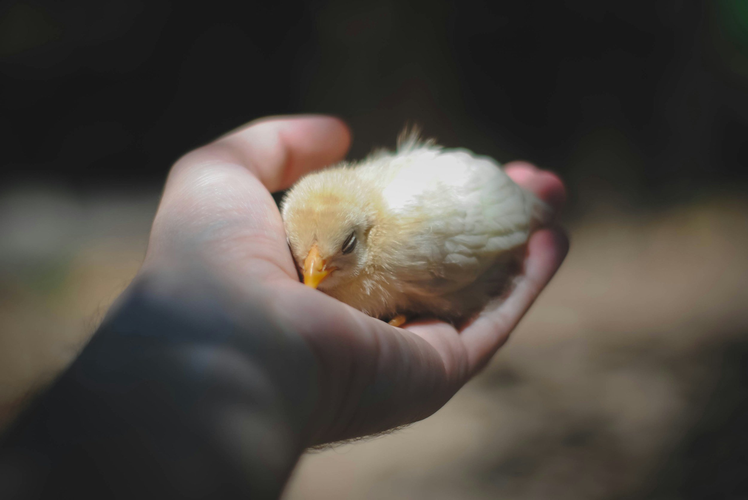 Person holding a small yellow chick in their hand.