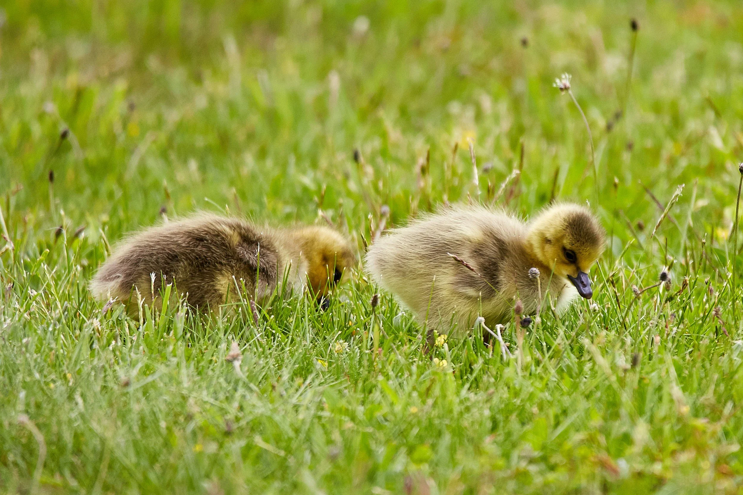 Three ducklings walking through green grass with small flowers.