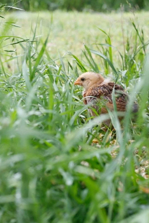 A young chicken in tall green grass outdoors.