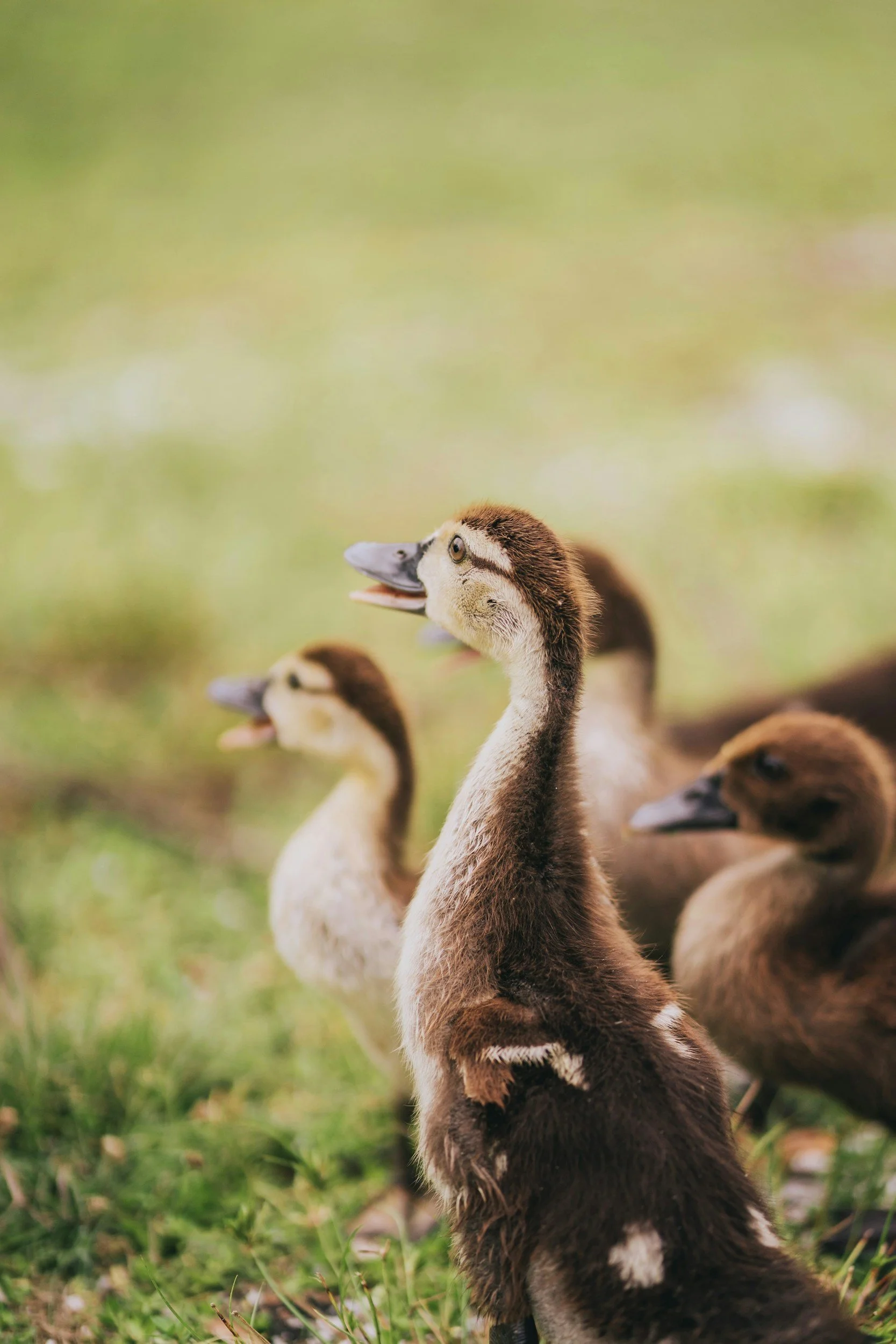 Three ducklings standing on grass with a blurry green background, one duckling in the foreground.
