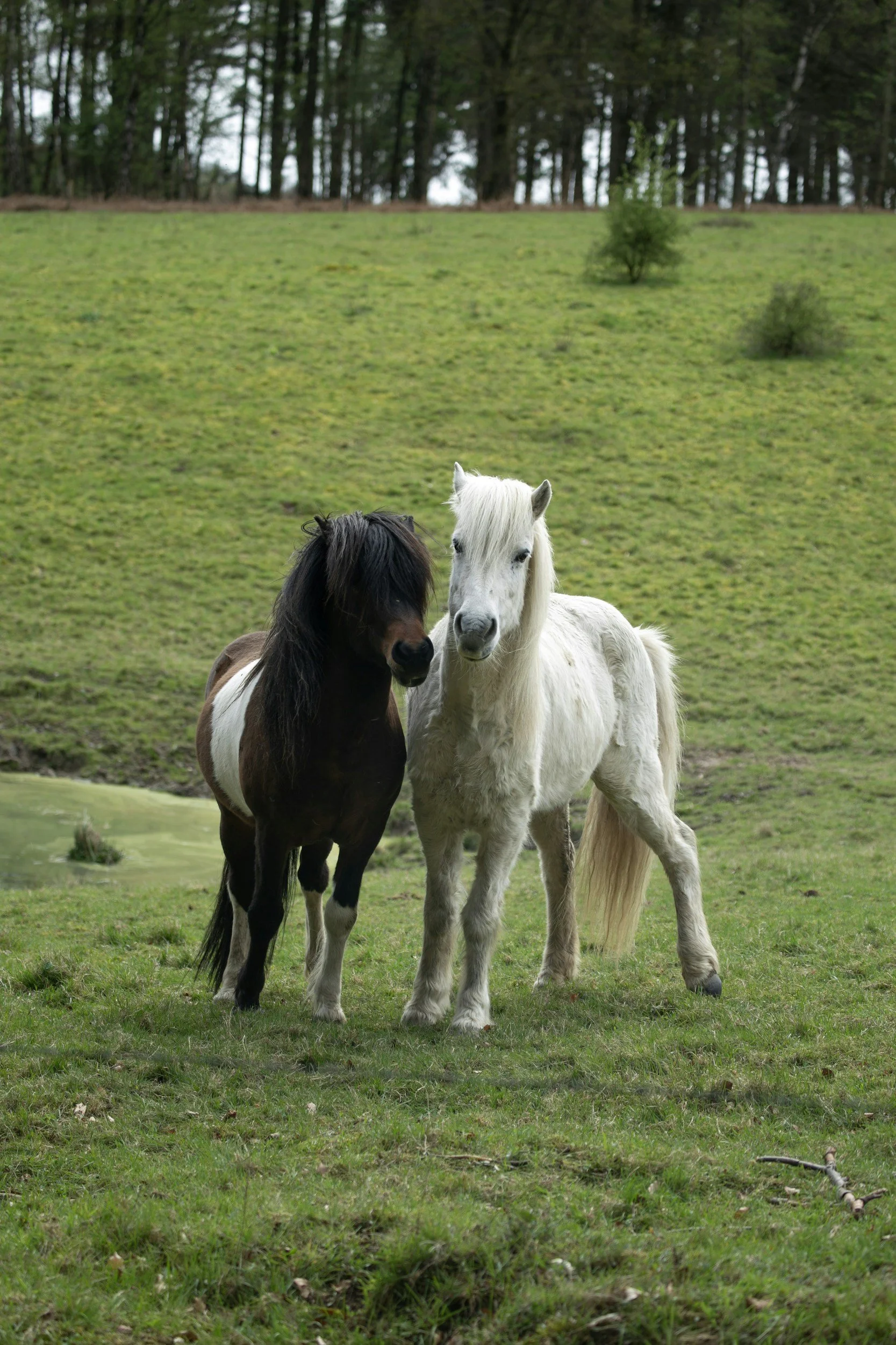 Two miniature horses standing in field together