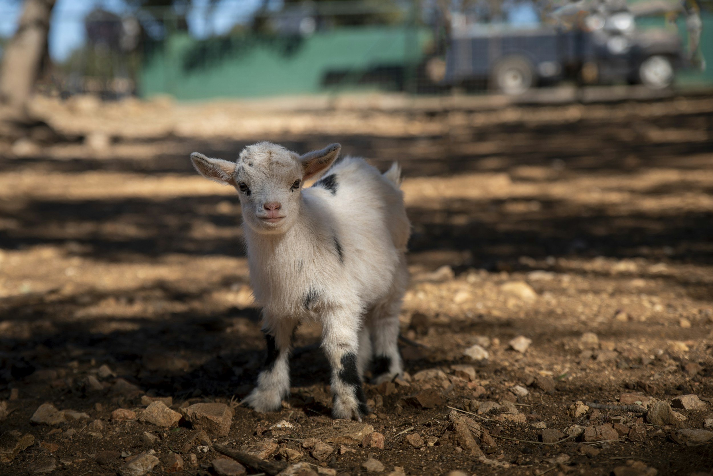 Baby goat kid
