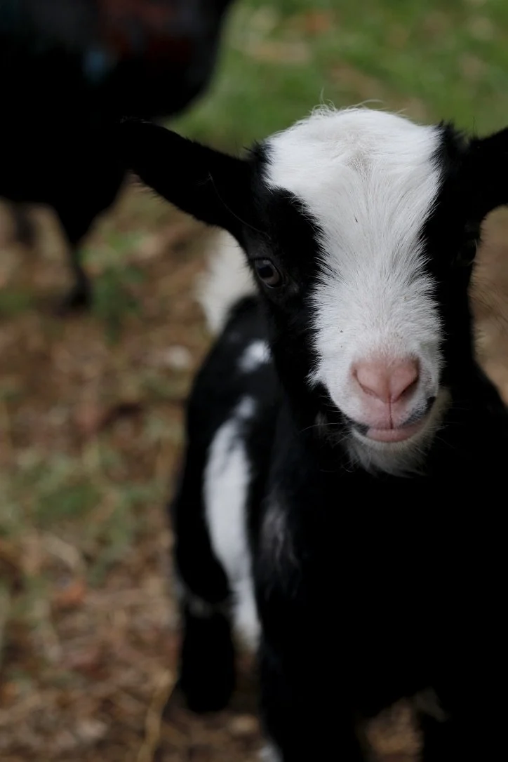 Close-up of a black and white baby goat with a pink nose, looking at the camera outdoors.