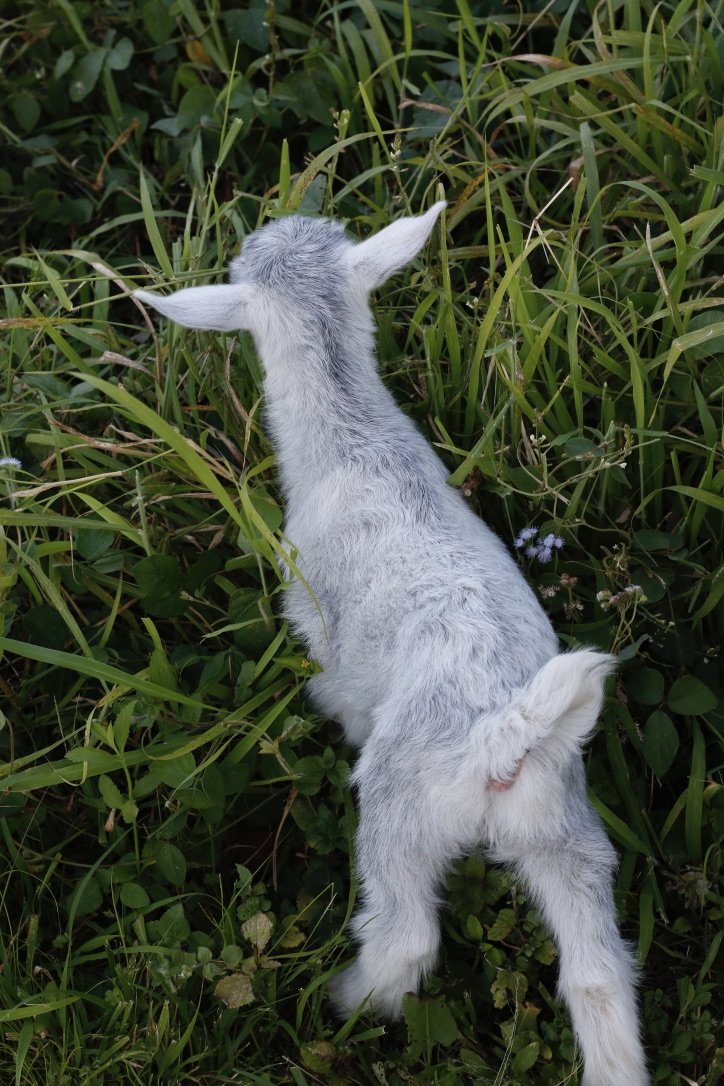 A young goat lying in tall grass with its head and ears visible, facing away from the camera.