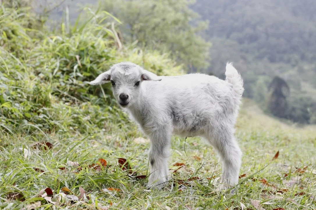 A young white goat standing on grassy ground in a green, hilly landscape.