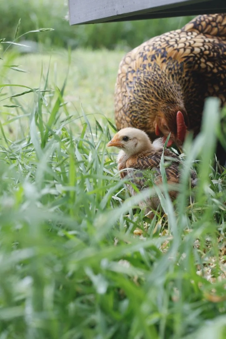 A mother hen and her chick on a grassy field, with the mother hen's head bent down and the chick looking slightly to the side.