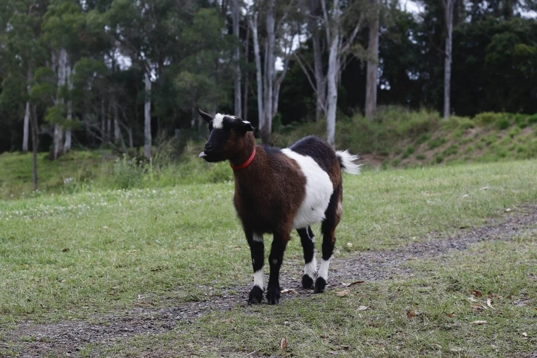 A small goat standing on a grassy field with trees in the background.