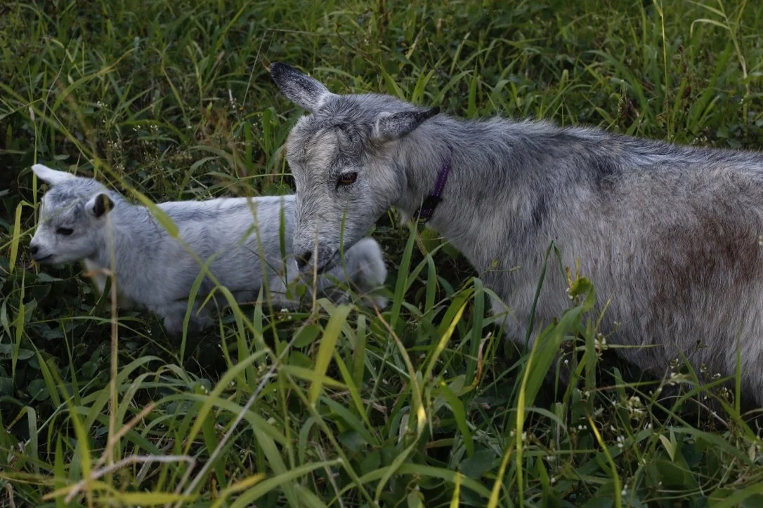 A mother goat and her kid resting in tall green grass.