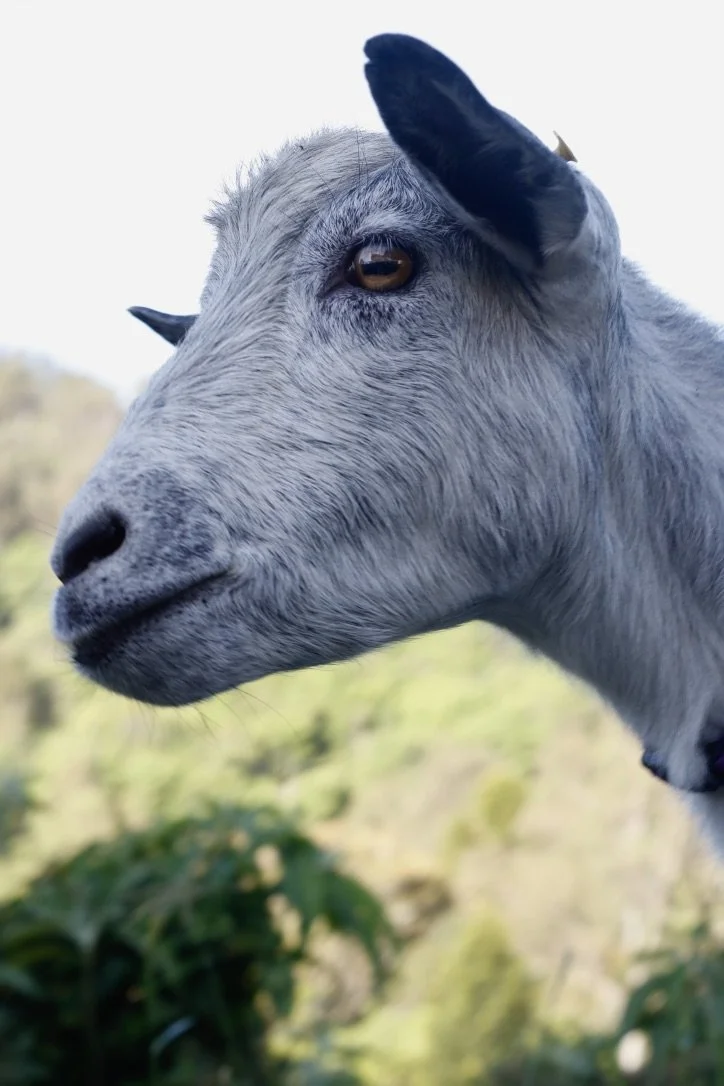 Close-up of a goat's face, showing its eye, nose, and curved horn, with a natural outdoor background.