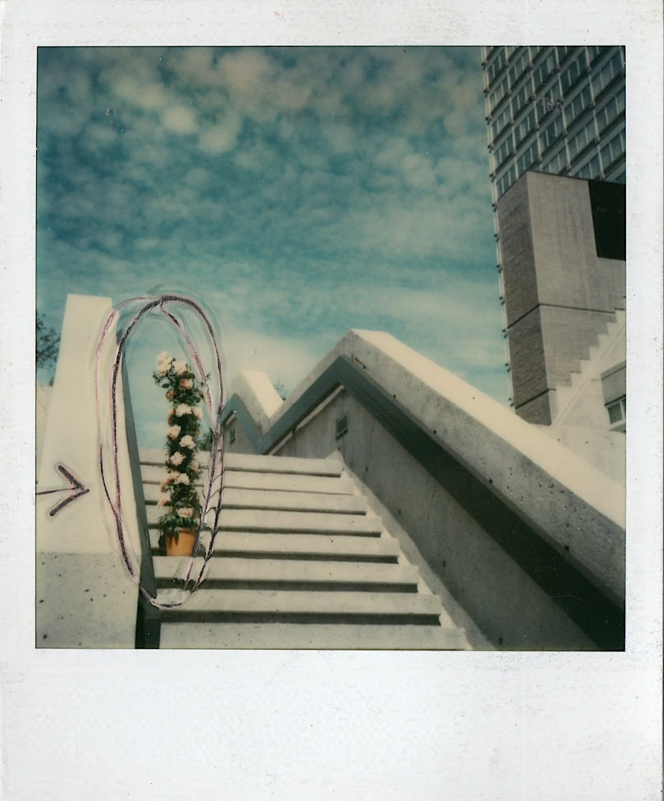 Rosier habilement camouflé dans le paysage, (Rose bush cleverly camouflaged in the landscape), 1977, Polaroid