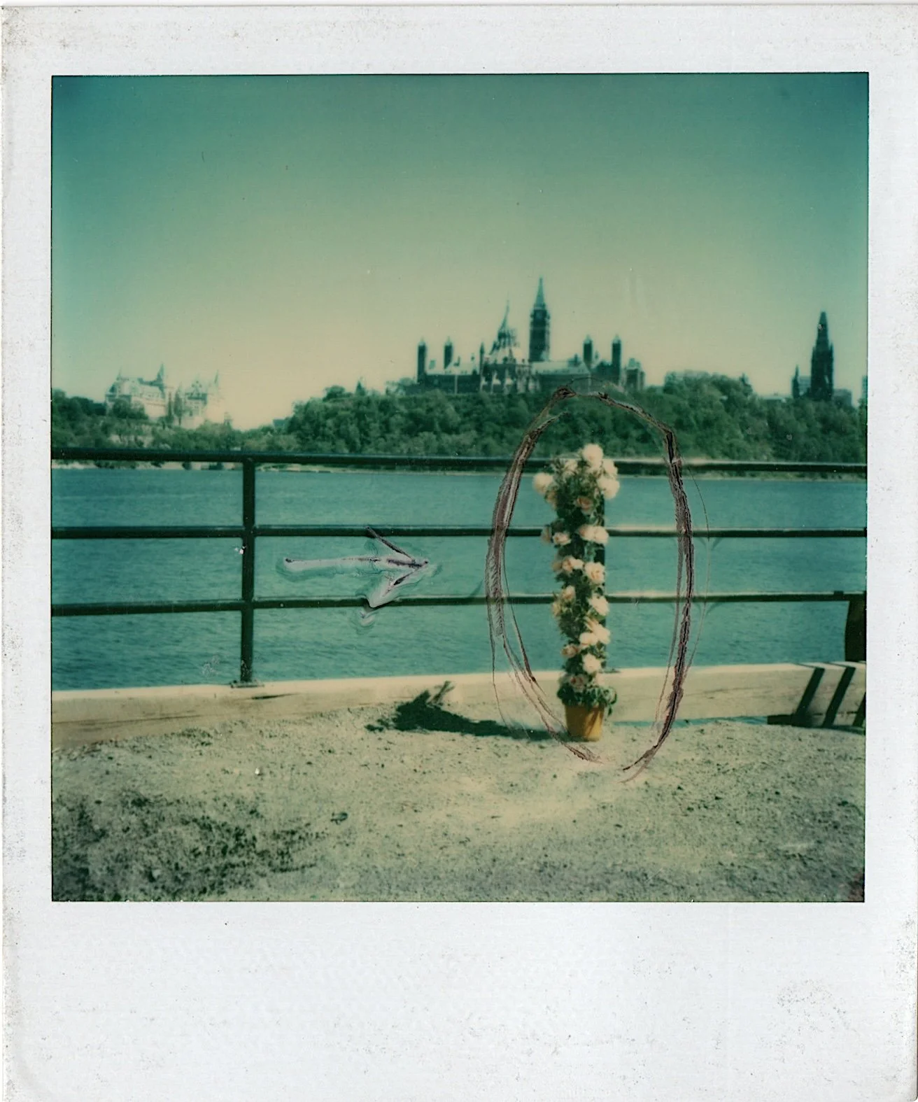 Rosier habilement camouflé dans le paysage, (Rose bush cleverly camouflaged in the landscape), 1977, Polaroid