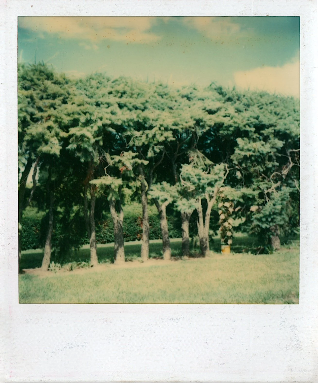 Rosier habilement camouflé dans le paysage, (Rose bush cleverly camouflaged in the landscape), 1977, Polaroid