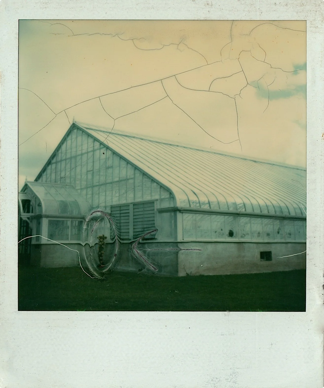 Rosier habilement camouflé dans le paysage, (Rose bush cleverly camouflaged in the landscape), 1977, Polaroid