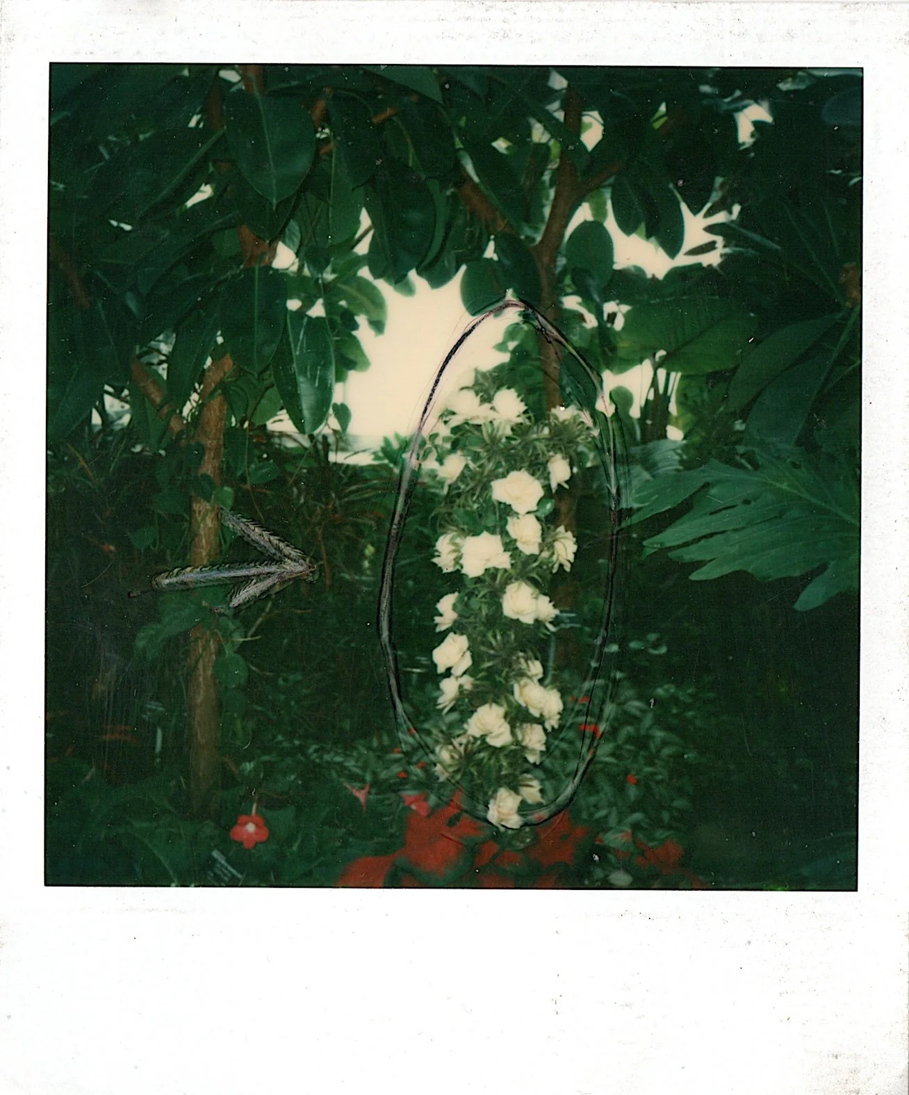 Rosier habilement camouflé dans le paysage, (Rose bush cleverly camouflaged in the landscape), 1977, Polaroid