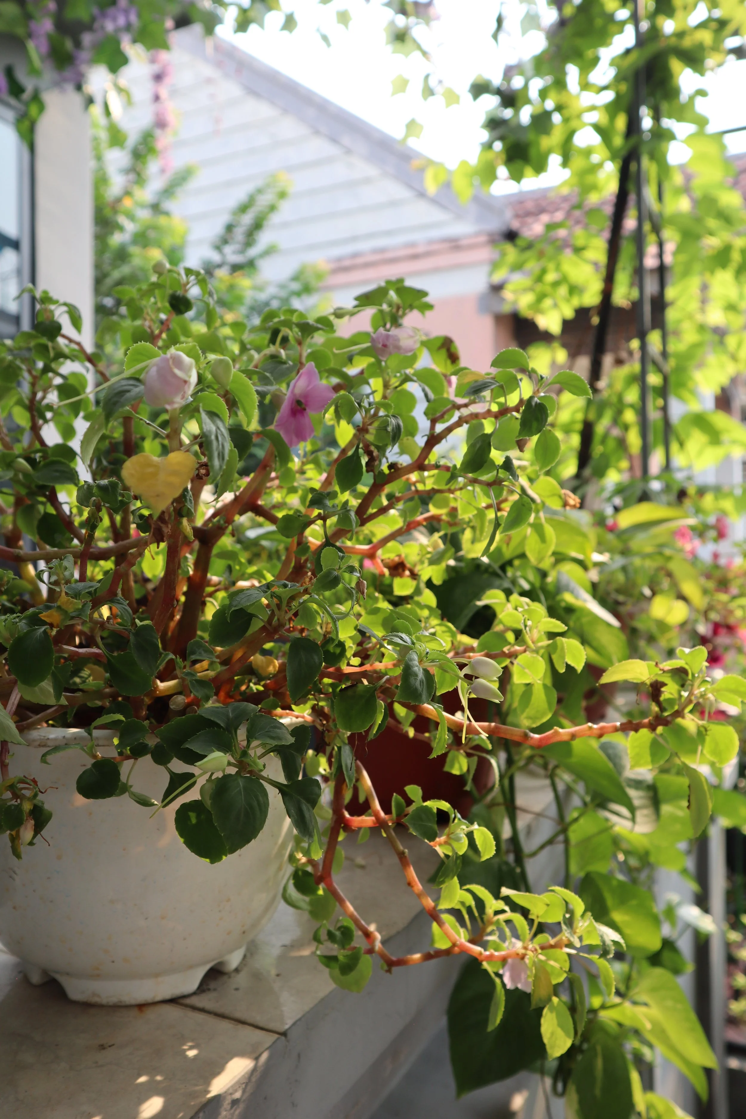 Beautiful green garden during the day, a perfect setting for lunch dining at Le Rendez-Vous, gourmet French restaurant in Da Nang, Vietnam