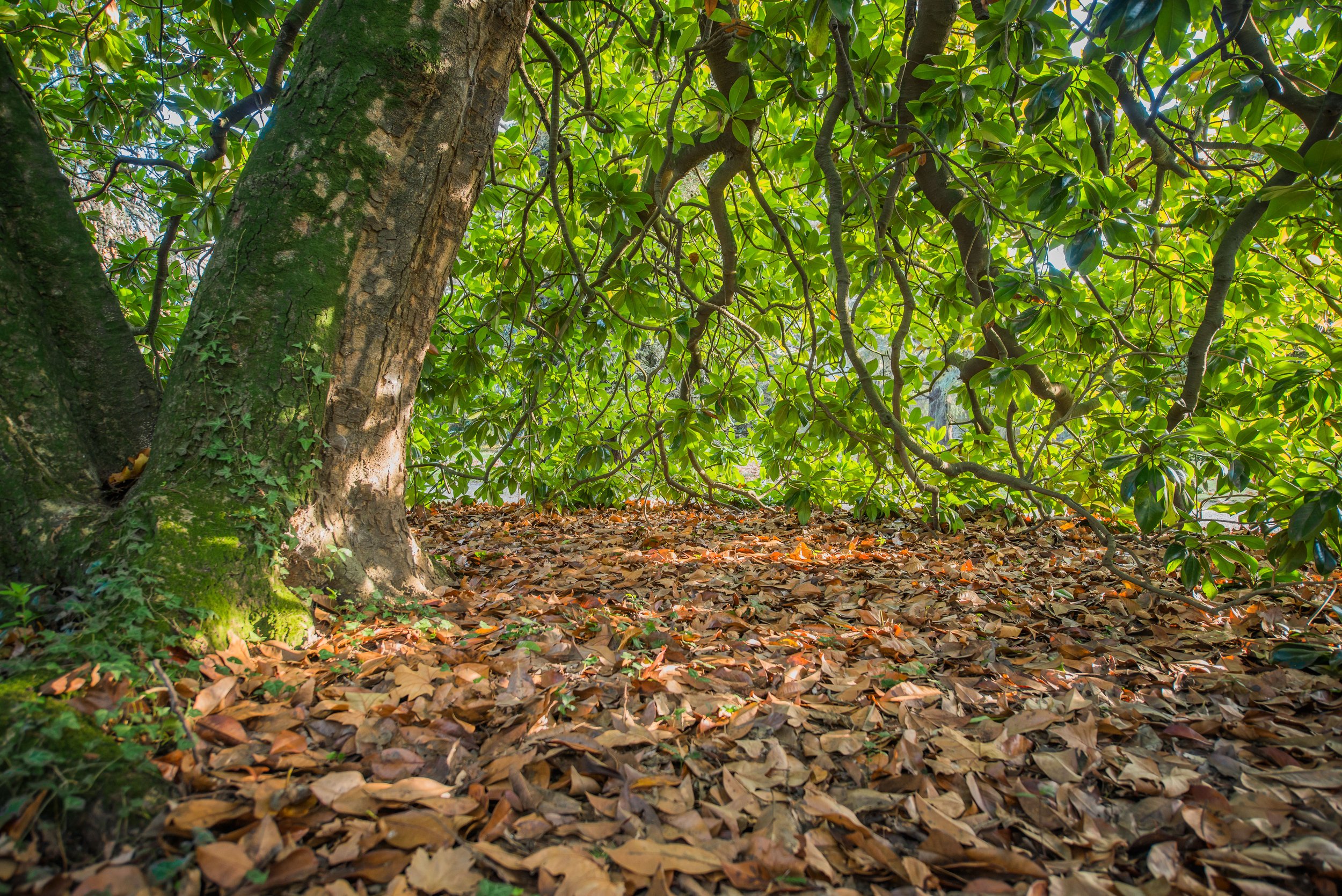 Debajo de un magnolio siempre se crea un paisaje asombroso