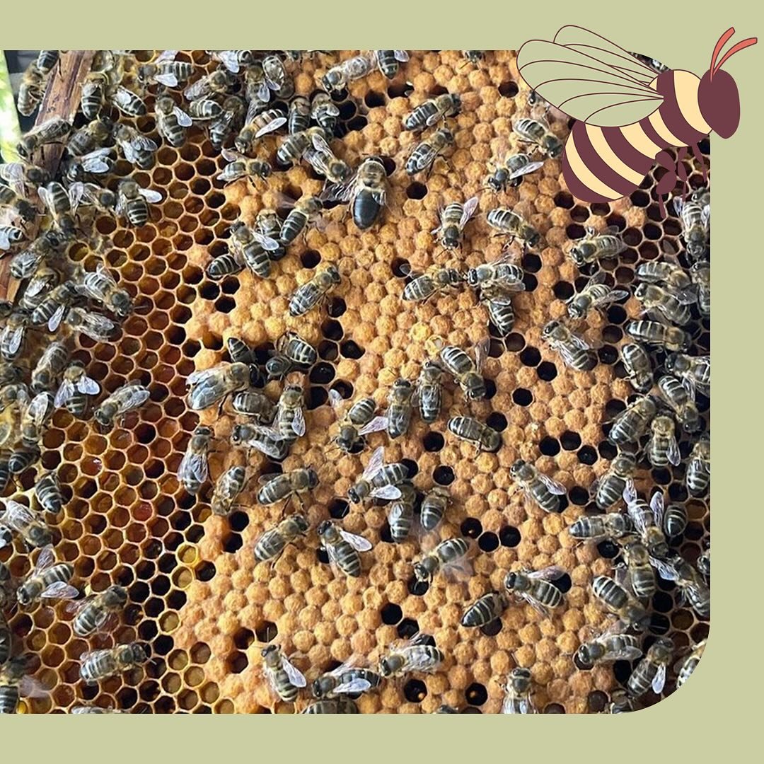 Dit zijn onze bijen 🐝
We hebben op dit moment op twee plekken op ons erf bijenkasten staan. De bijen in ons voedselbos wonen in een Koza Hive. Deze kast heeft een ronde vorm en lijkt het meest op de natuurlijke habitat van de honingbij. Honingbijen 