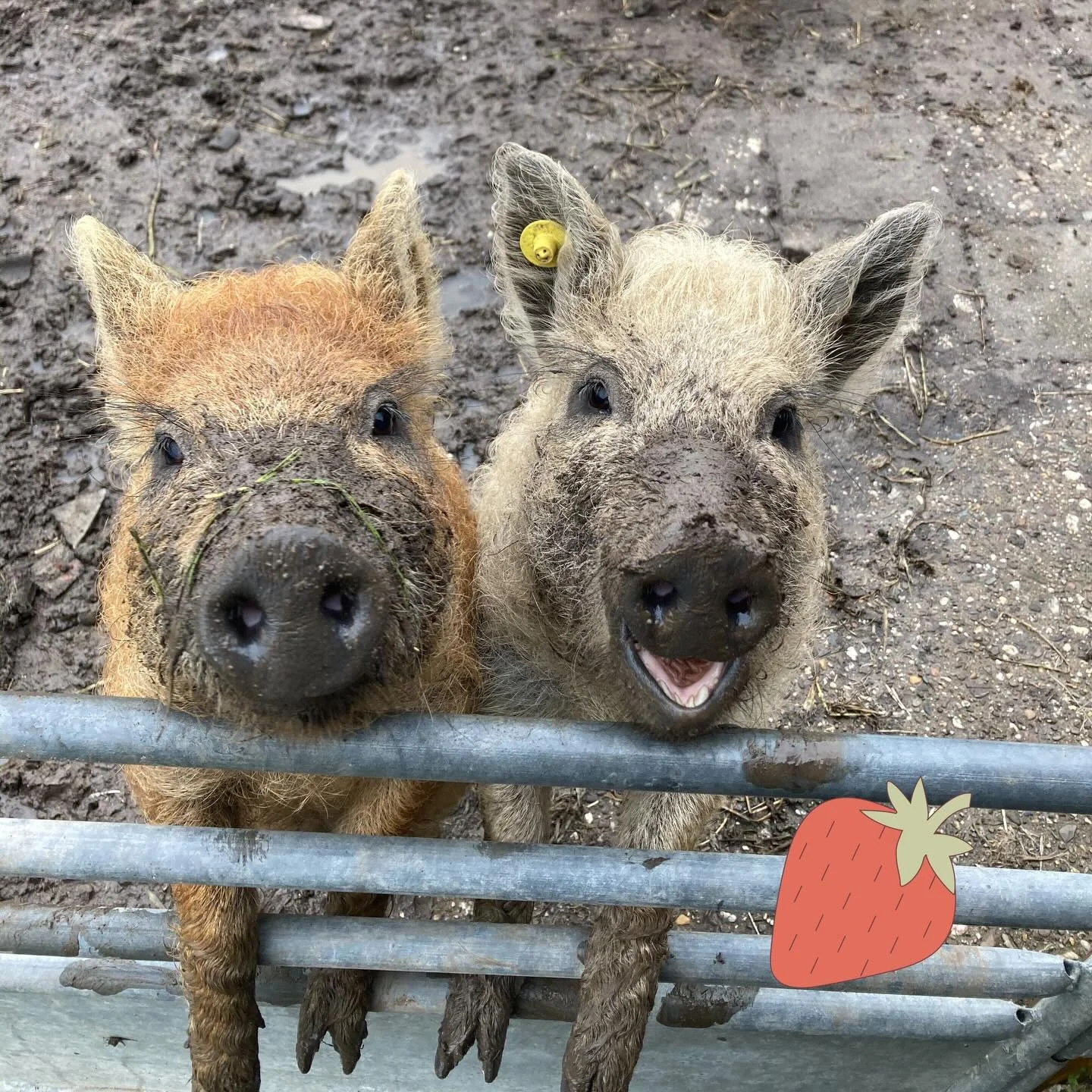 Happy Valentijn van onze meiden 🐽💘 Maak er een mooie dag van vandaag!