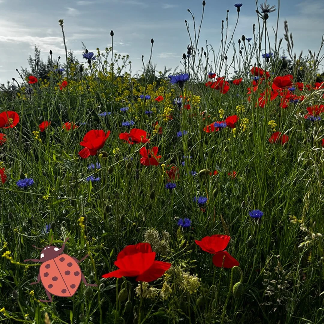 Alles bloeit en groeit hier op het dorp! We nemen je een klein rondje mee in ons voedselbos en de moestuin 🫛🍓🫐 Herken jij alle soorten?

Speciale dank aan Flip die handmodel wilde zijn 🫶