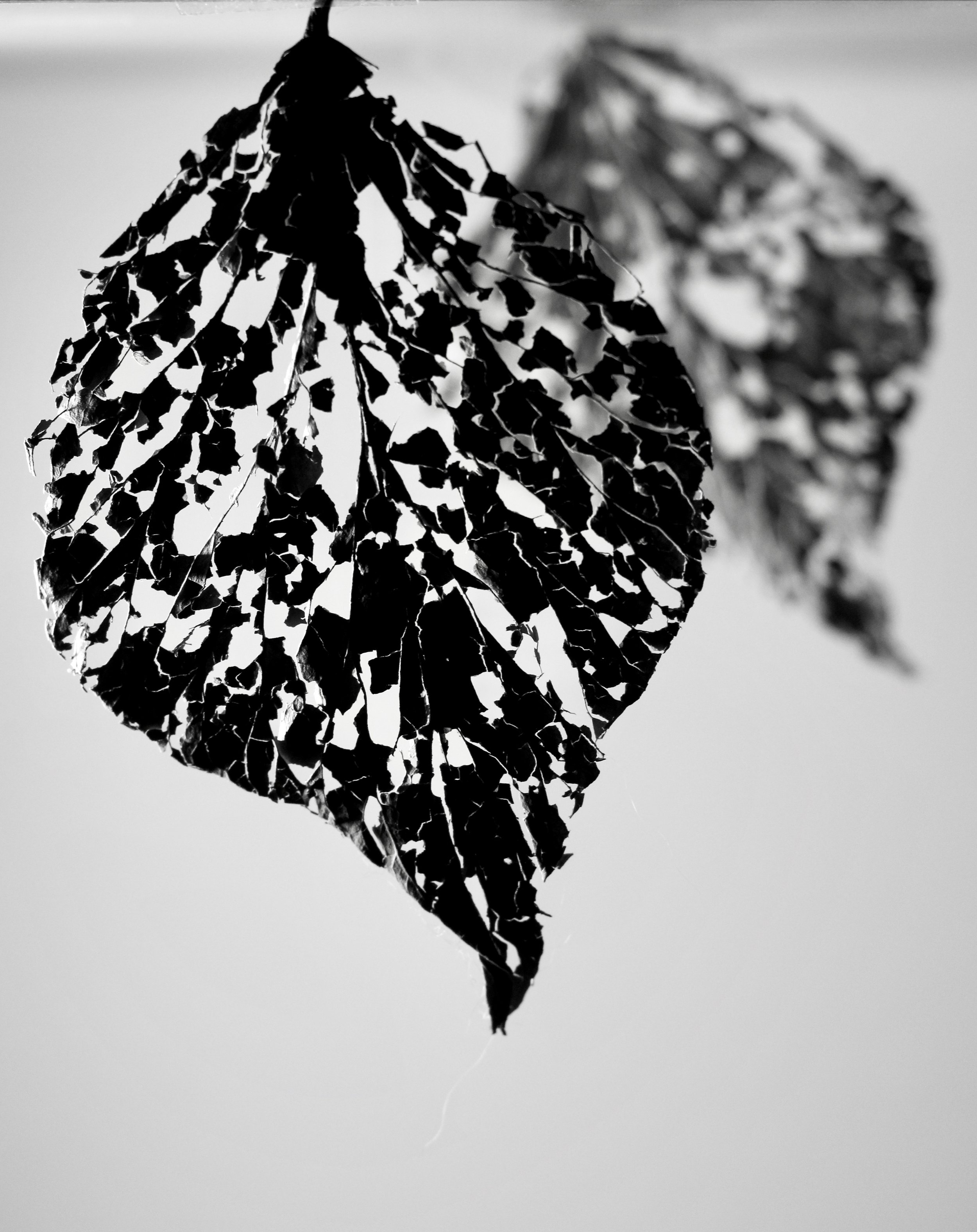 Skeletal leaves. Photograph Rachel Attfield 2020