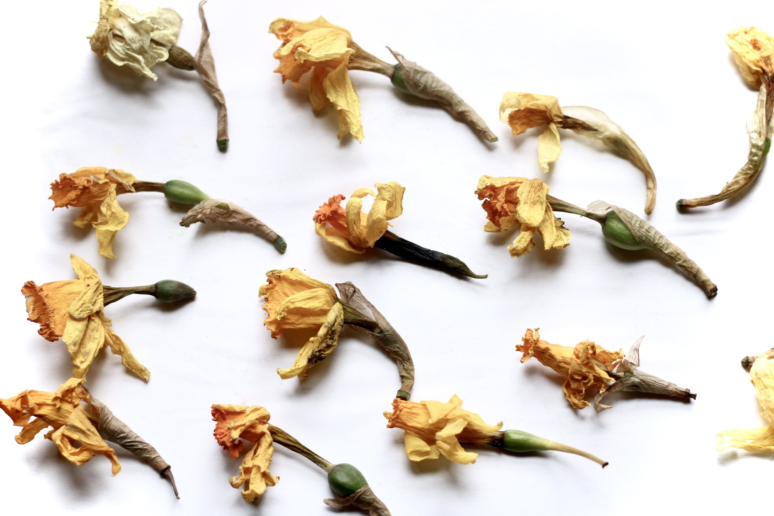 Drying daffodil. Photograph Rachel Attfield 2024