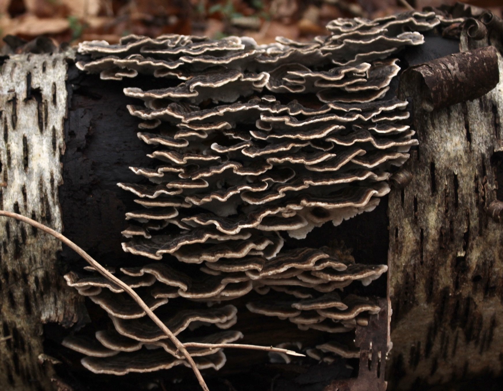 Monochrome fungus. Photograph Attfield 2023