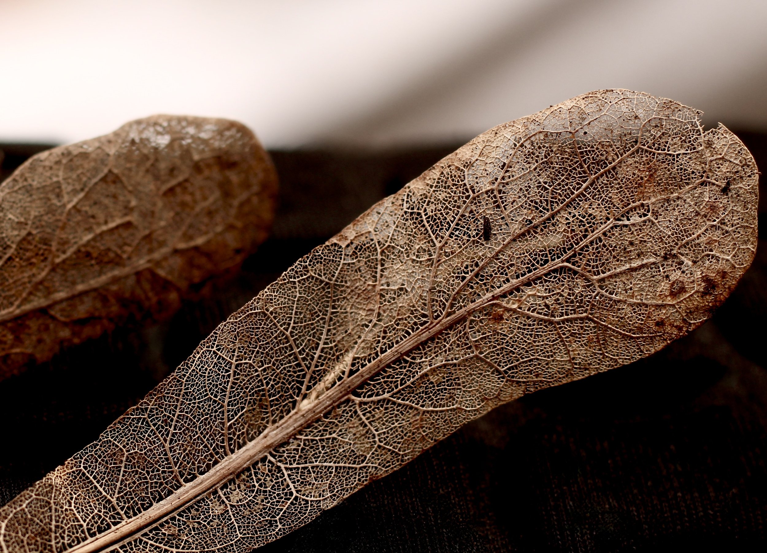 Skeletal ash seeds. Photograph Rachel Attfield 2024