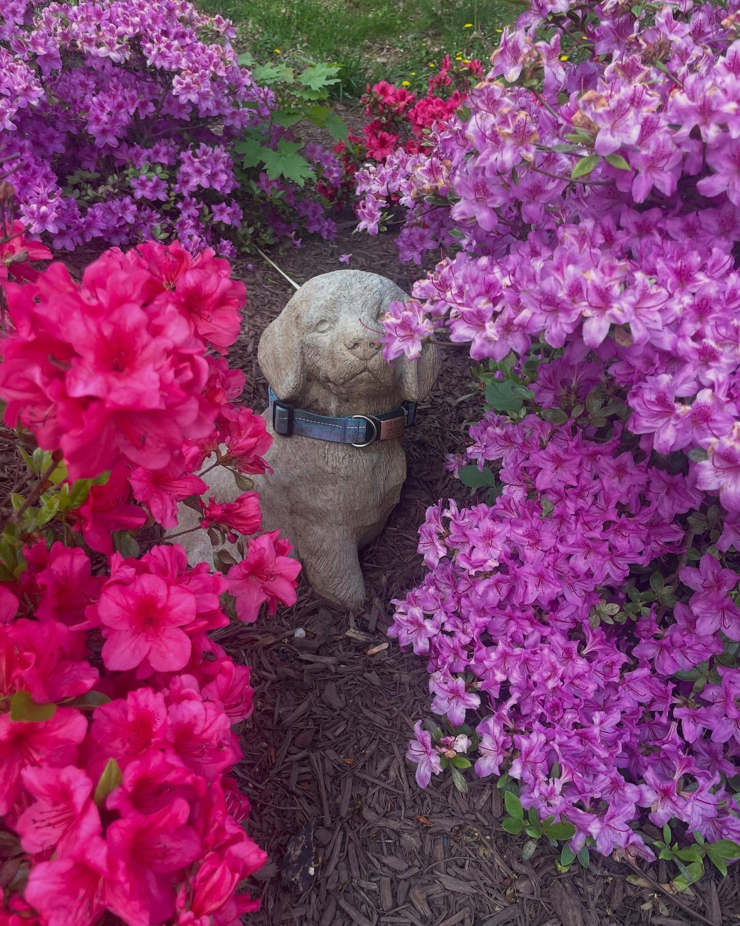Spring has sprung in our Celebration Garden!