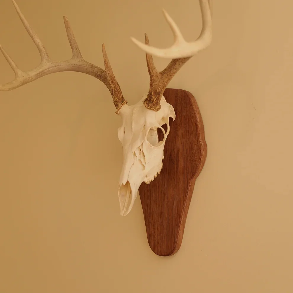 european standard wall.webp