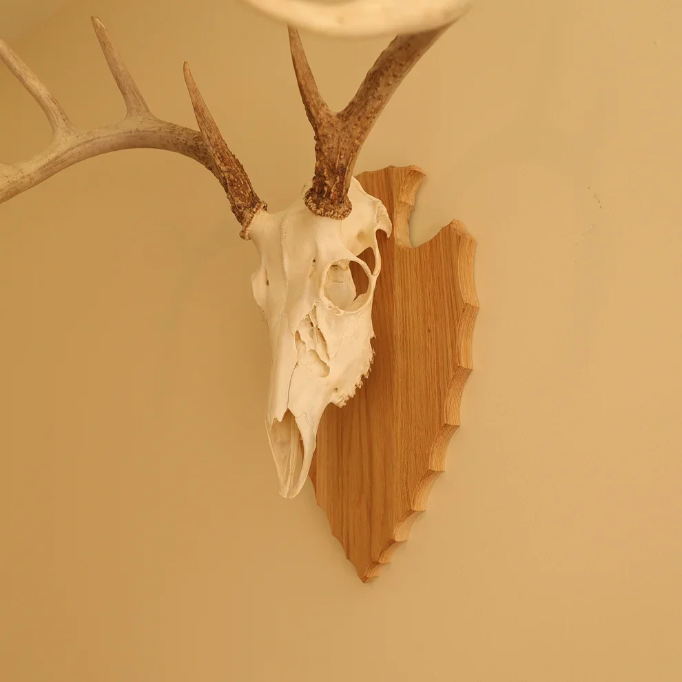 European Arrowhead Wall Mount oak.webp