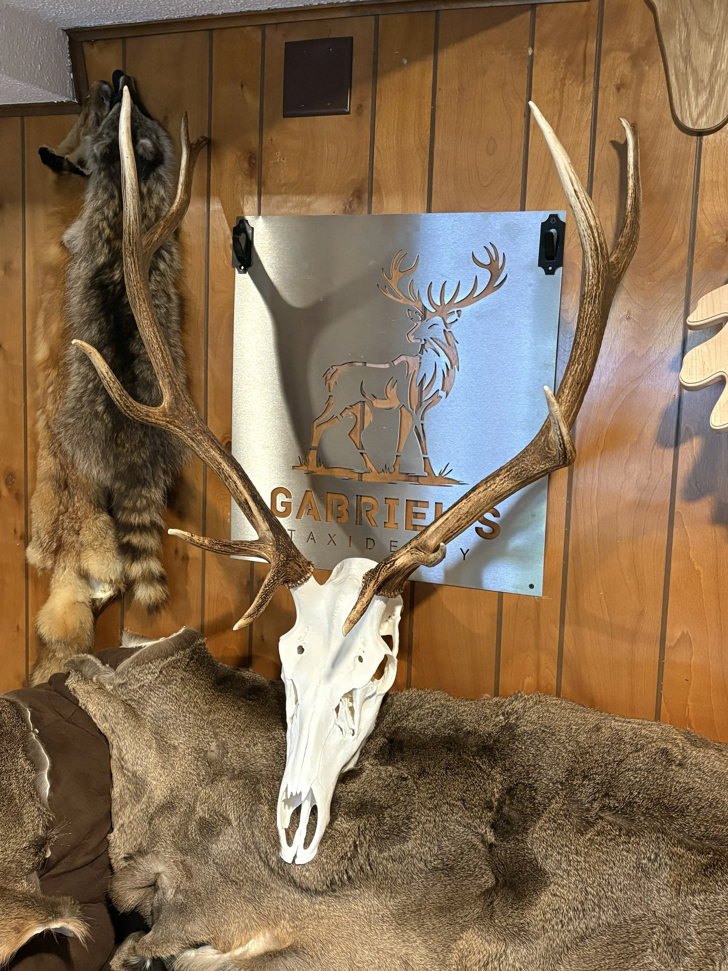 Elk 1.jpg