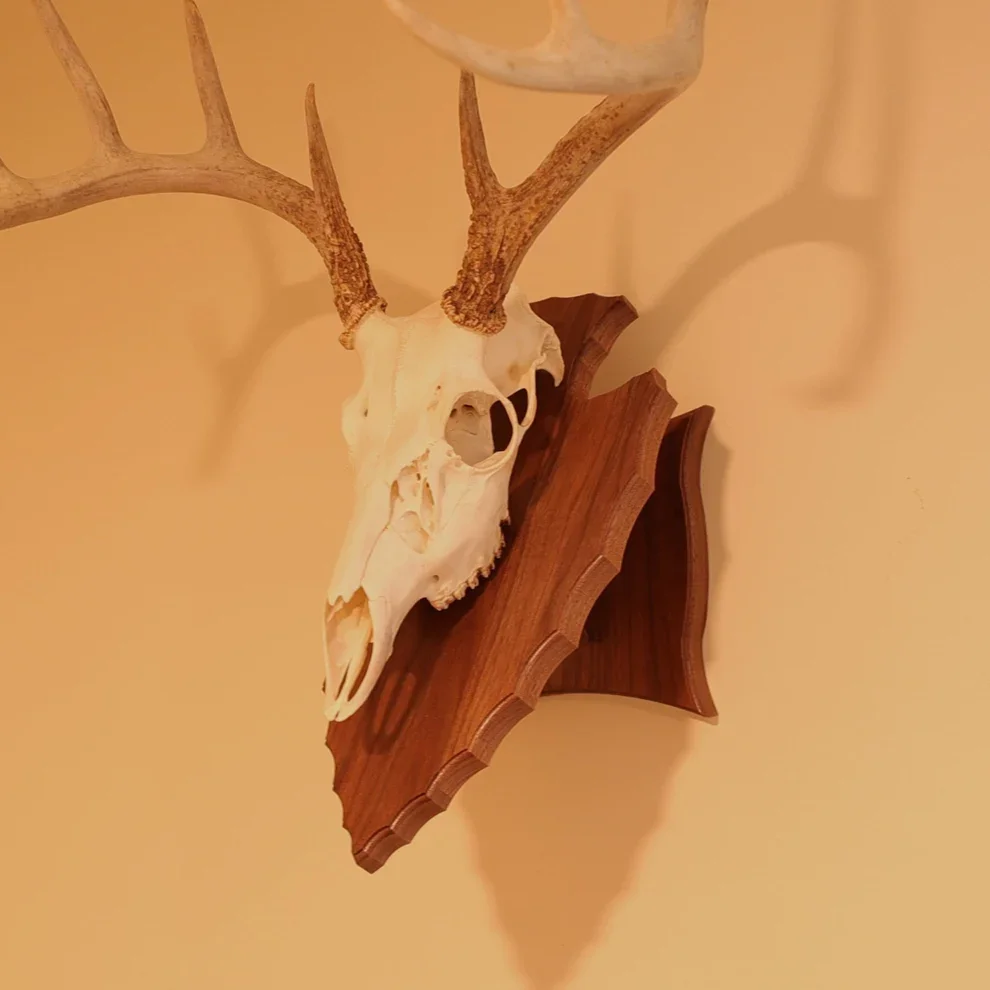 Wall tabletop skull mount display walnut.webp