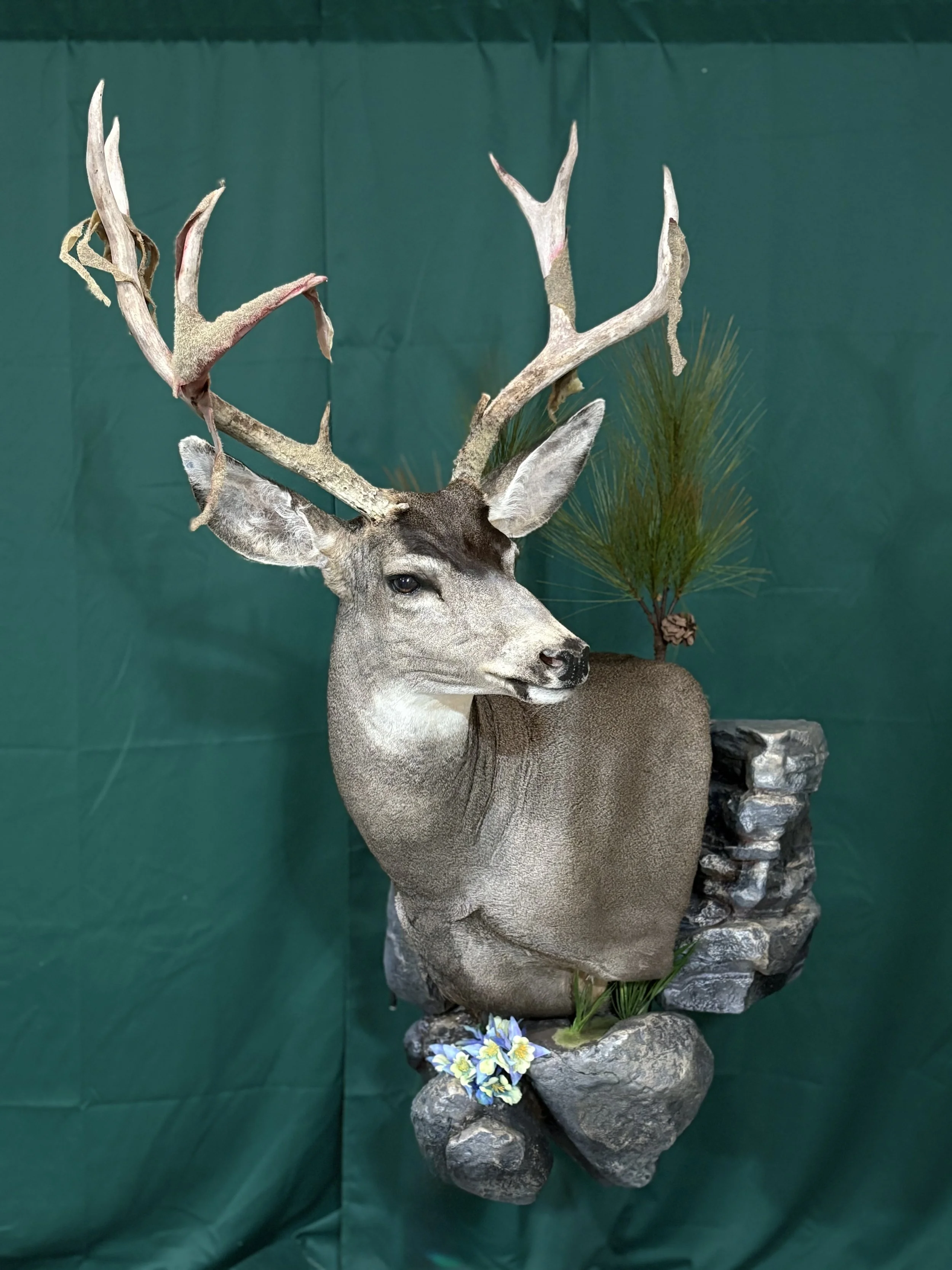 Shoulder Mounts (click for more pictures)