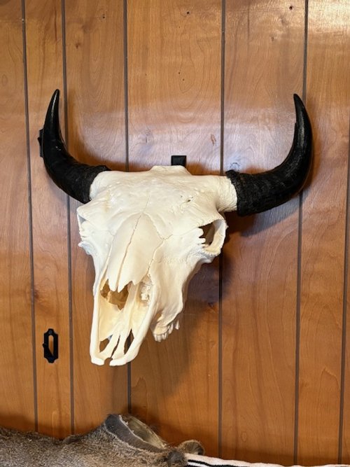 Buffalo 2.jpeg