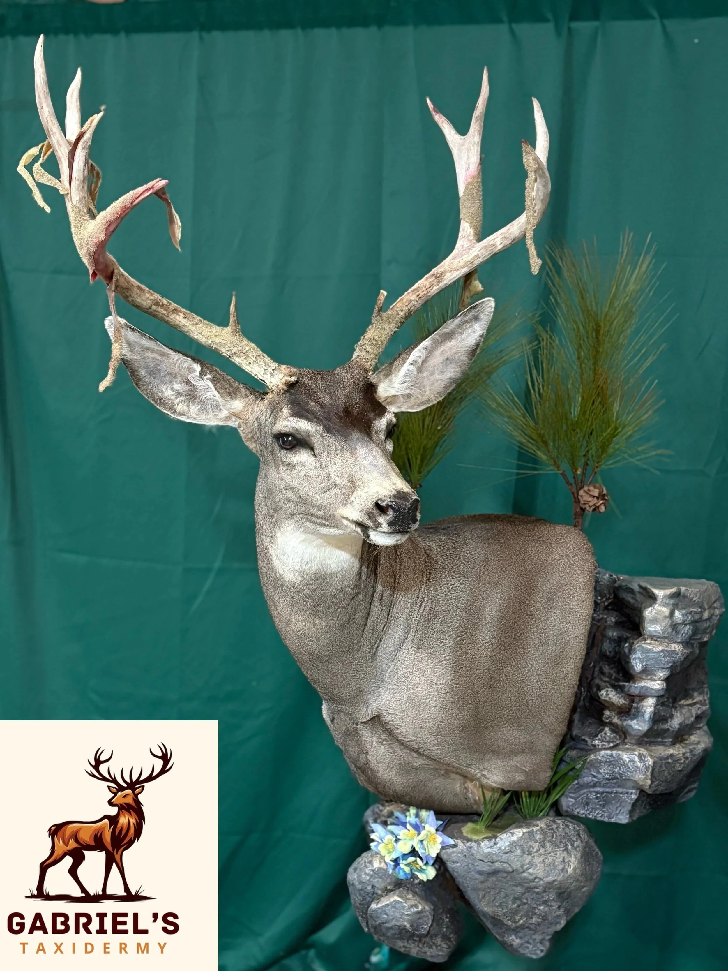 Mule Deer Taxidermy Whitetail Deer Mount