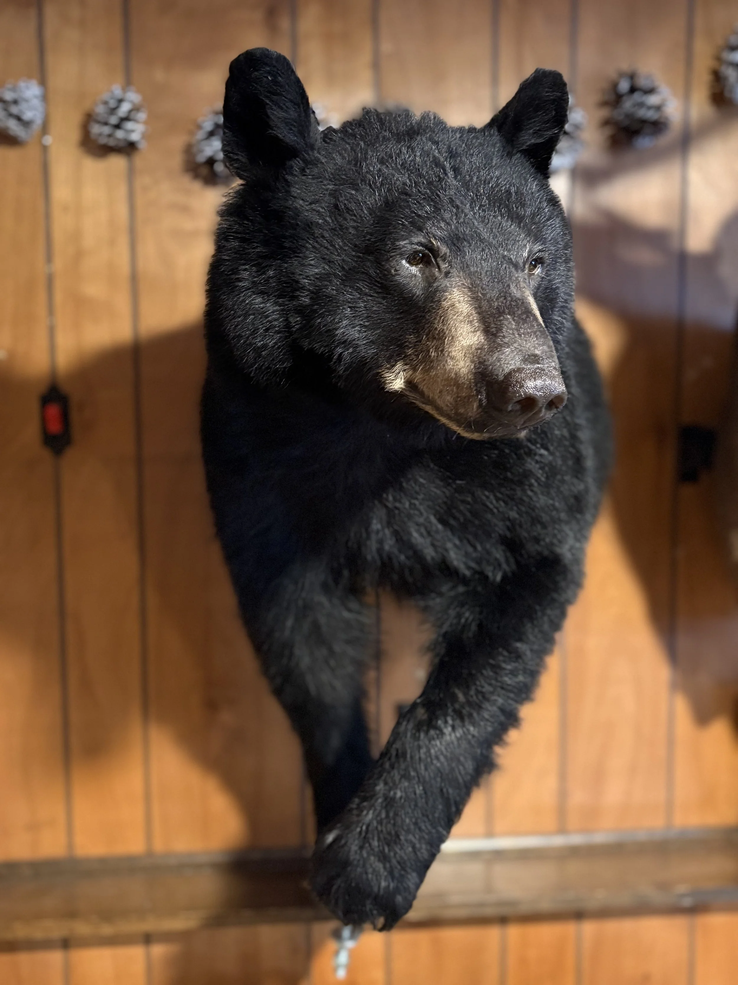 Bear (click for more pictures)